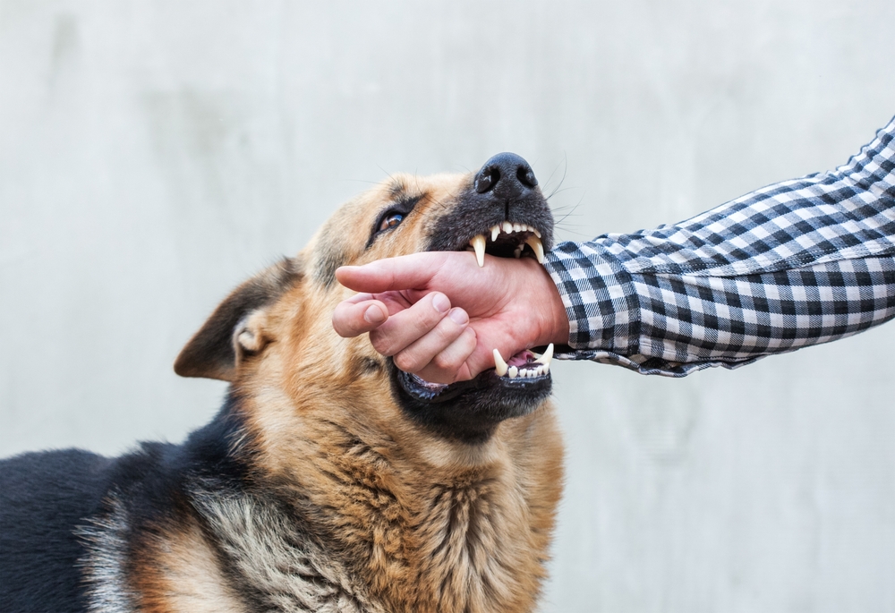 A male German Shepherd bites a man's hand.