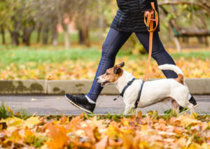 As a dog owner, you should ensure that your well-trained dog walks calmly on a loose leash beside you during a warm, sunny day in the autumn park.