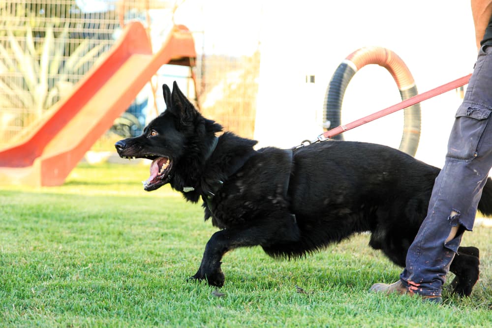 Working dog engaged in bite training with its handler, attacking a protective bite sleeve.