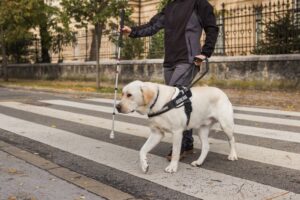 Guide dog assisting its blind owner in safely crossing a street at a marked crosswalk, illustrating support for low vision and seeing eye dog concepts.